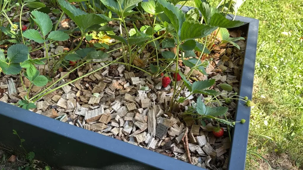 Domače jagode v kovinskem koritu Flamula.