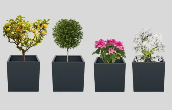 Flamula cvetlična korita